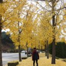 [주말일상] 가을을 떠나보내며..연세대 원주캠퍼스 은행나무 주말농장 이미지