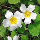 옥살리스 심플렉스 땅콩사랑초 종류와 꽃말 알고 키우기 이미지