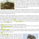 잎새버섯판매