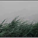 바람의노래 이미지