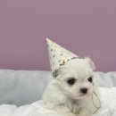 엔젤인독스 이미지