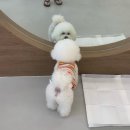 뭉스벨리 | [강동] 천호 넓은 실내 애견카페 뭉스벨리 :) ㅣ 솔직후기