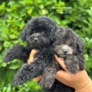 토이 켄넬 이미지