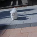 예쁜강아지 이미지