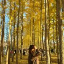 은행나무숲 주차장 부근 | 경주 도리마을 은행나무숲 실시간 주차장 맛집 카페 후기