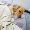 댕댕이라이프 이미지