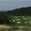 오월의꽃수레 이미지