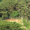 내대리 농장 이미지