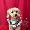 수원-0591 이미지