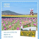 2025 회룡포 봄꽃축제 네이버블로그