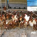 계용 축산 뉴시스