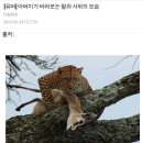 꿍까 이미지