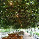 쌍류포도정원협동조합 이미지