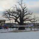 은행정천 이미지