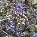 금장초등학교 이미지