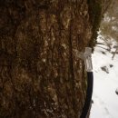 지리산화개깊은골 이미지