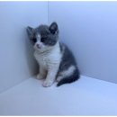 강아지분양 고양이분양 도그마루 무료 검단점 | 강아지분양,고양이분양 특별한 만남, 인천검단 도그마루 후기