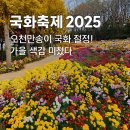 향동마을축제, 은행나무 아래로(예정) | 아산 피나클랜드 국화축제 2025 오천만송이 국화 절정 가을 인생샷 명소 !!!