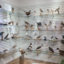 신안철새박물관 이미지