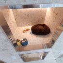 켈리 독, 강남 애견호텔 애견유치원 이미지