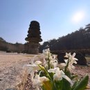 운주사 구층 석탑 | 신비로운 천불천탑의 땅, 화순 운주사의 봄 🌸