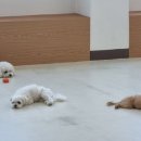 아르멍미르멍 이미지