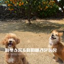 퍼펫 애견카페 | 제주 애월 애견카페 뛰뛰하기 좋은 퍼펫쇼룸 &amp; 피피애견운동장 내돈내산 후기