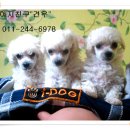 강아지 친구 이미지