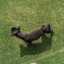 빵이펫살롱 이미지