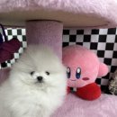 강아지분양 고양이분양 컴투펫 수원점 이미지