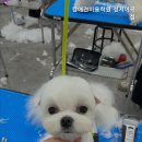 캄애견미용학원 네이버블로그