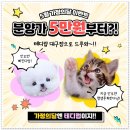 비비몽 대구강아지분양 미용호텔 | 대구강아지분양 설레는 오늘