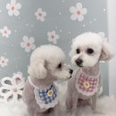 스마일댕댕 이미지