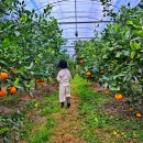 세동경로당 | 대전 레드향따기 / 귤 따기 체험 / 제제와 오렌지나무