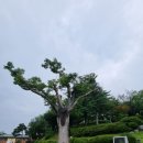 공세리농장 이미지