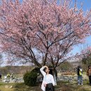 CU과천공원점 | 서울대공원 벚꽃 명소 : 실시간 현황, 테마가든, 서울랜드 과천 벚꽃 명소, 피크닉, 라면