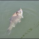 새마을낚시터 이미지