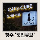 캣인큐브 이미지