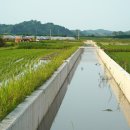 천연기념물인 뜸부기 2마리가 지난 6일 오후 경기 파주시 "방금까지 뜸부기 2마리 있었는데 농약 살포하자 사라졌어요 이미지