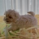 펫퍼스트24시 서울송파점 강아지고양이분양말티푸말티즈푸들 | 서울강아지분양 펫퍼스트24시 서울송파점 강아지고양이분양말티푸말티즈푸들