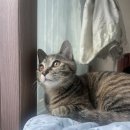 와즈펫(wispet) 이미지