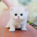 도그플러스 동물병원 이미지