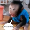 11260-2-1-54 | #54)[홍대-파노라마] "퍼펫 플레이" 후기 : 방탈출하다가 신기해서 눈알 빠질뻔한 썰 푼다 ㅋㅋ