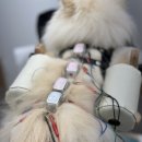 위런한방재활동물병원 이미지