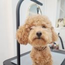 그루밍 하와이 이미지