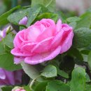 풍요의 정원 이미지