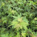 단풍나무펜션민박 이미지