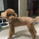 데일리도그(DAILY DOG) 네이버블로그
