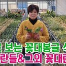 Live로 보는 꽃대봉글 석곡들착한풍란들&그외 꽃대란들 구경해요(덴드로비움.카틀레야 기타란) 이미지