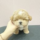 예쁜강아지 이미지